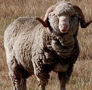 Why you should wear Merino wool clothing?