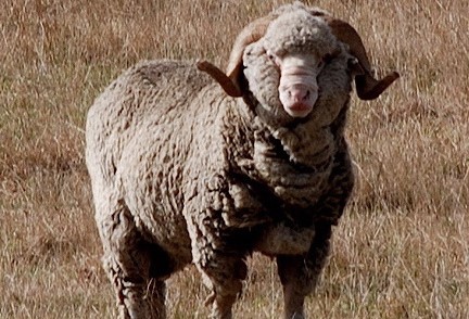 Why you should wear Merino wool clothing