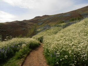 Mount Esja Trail - Interesting vegetation