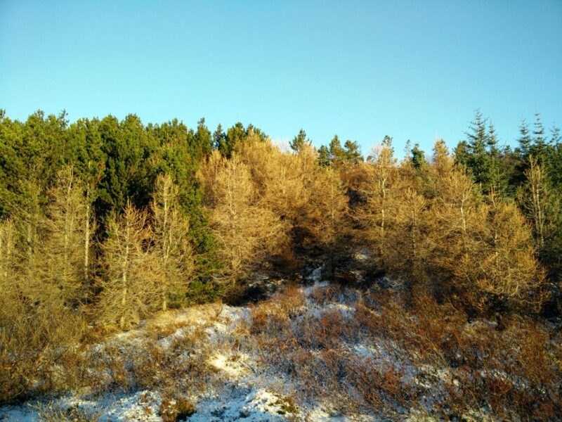 Trees in Heidmork Nature Park