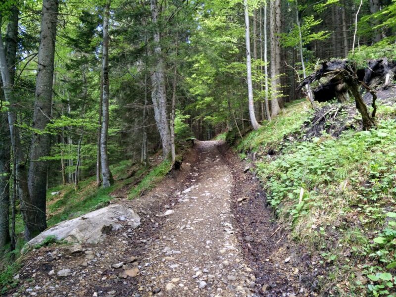 Begunjscica Trail - Ascend Through the Woods