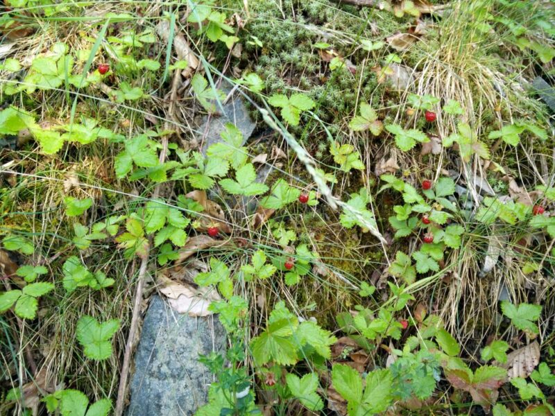 Jof di Miezegnot - Strawberries