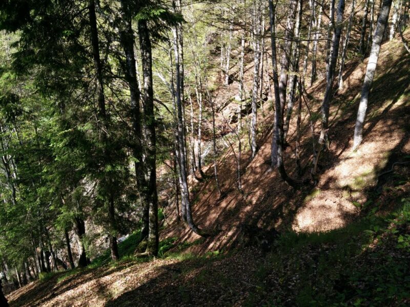 Jof di Miezegnot - The shortcut is rather steep