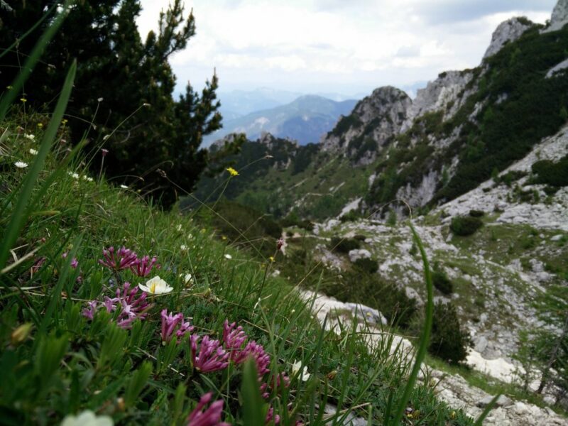 Cima del Cacciatore - More flowers
