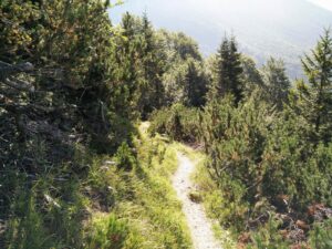 Vogel Trail – The path
