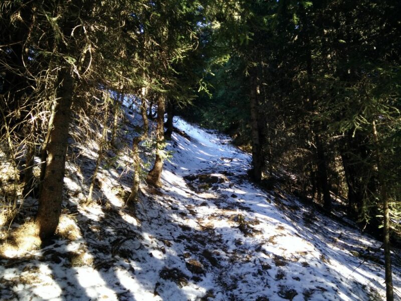 Grubereck Trail - Trail through the forest