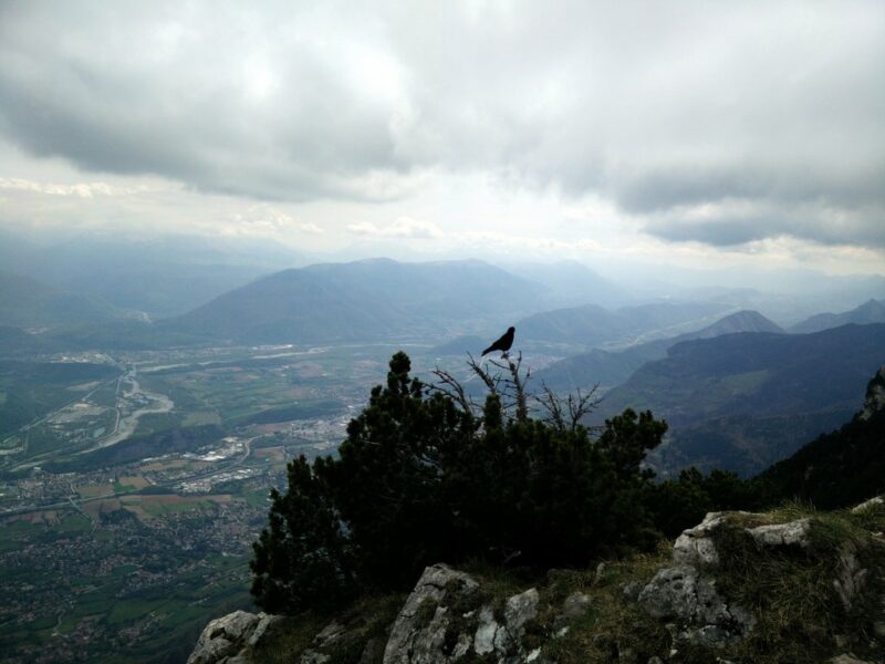Moucherotte Trail - Bird