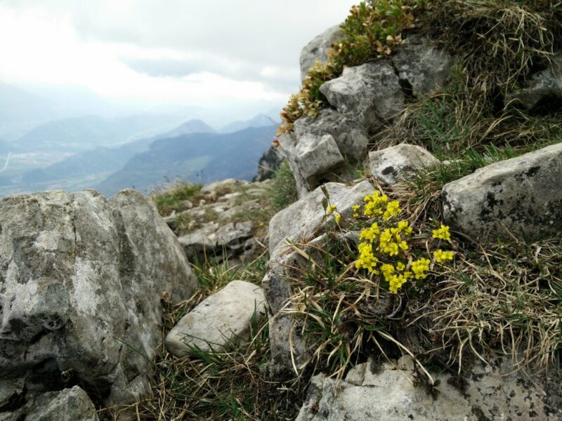 Moucherotte Trail - Flora