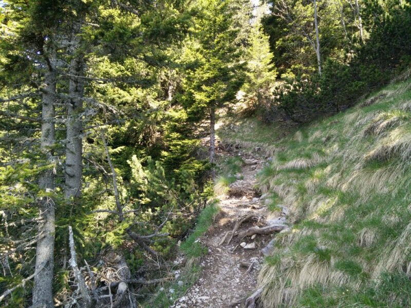Stol Hochstuhl Trail - The trail ascends
