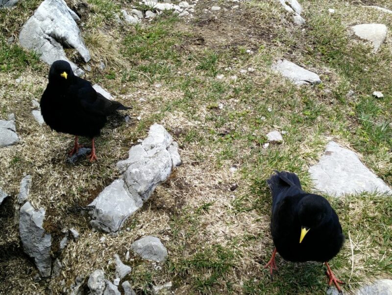 Stol Hochstuhl Trail - Birds
