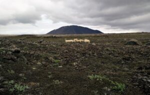 Hiking Mistakes - Sheep on Kjolur trail can't help you if you get lost