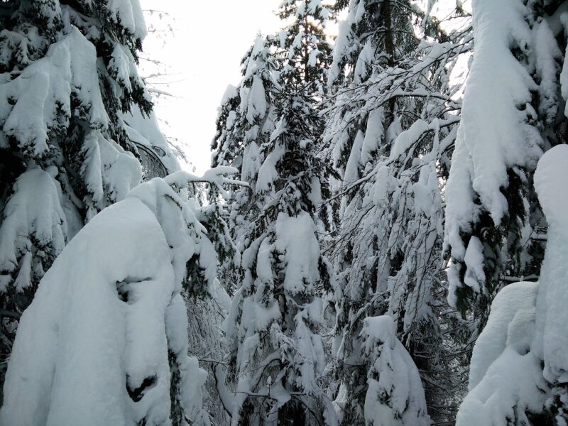 Blegos Trail - Forest