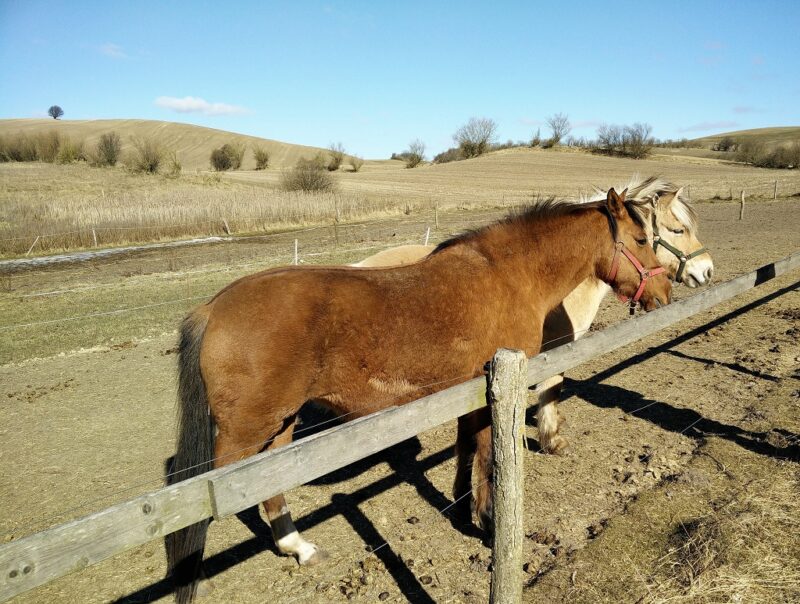 Mols Bjerge Trail - Horses along the trail