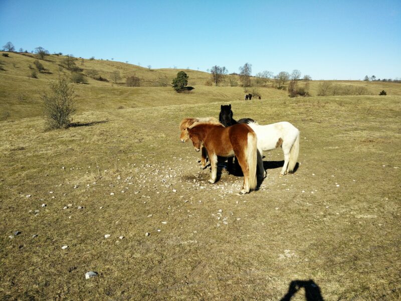 Mols Bjerge Trail Trail - More horses