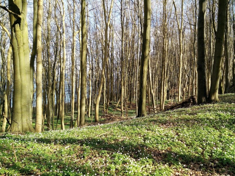 Moesgaard Strand Trail - Flora