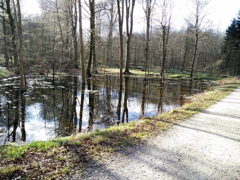 Moesgaard Strand Trail - Swamp