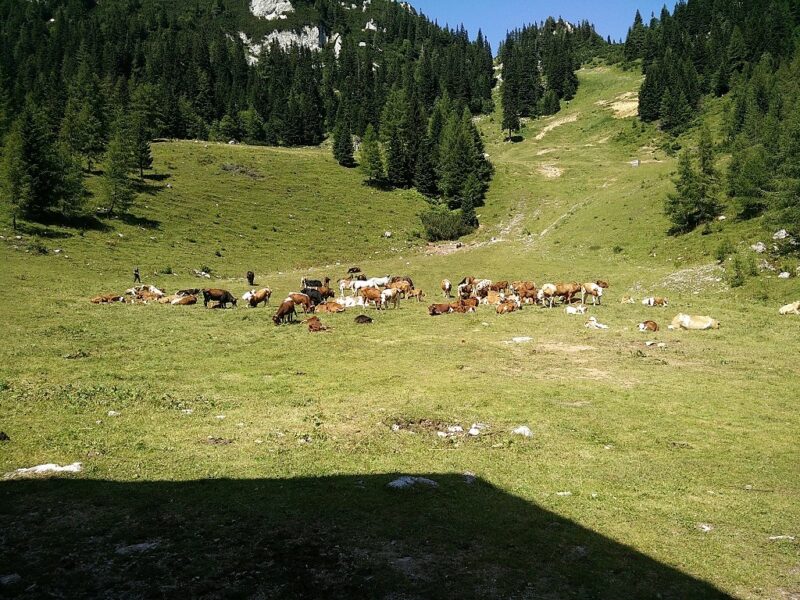 Vrtaca Trail - Cows at the mountain hut