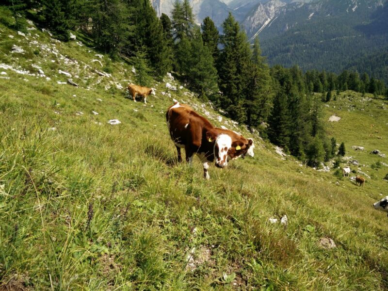 Cima Setsass Trail - Cows on the trail