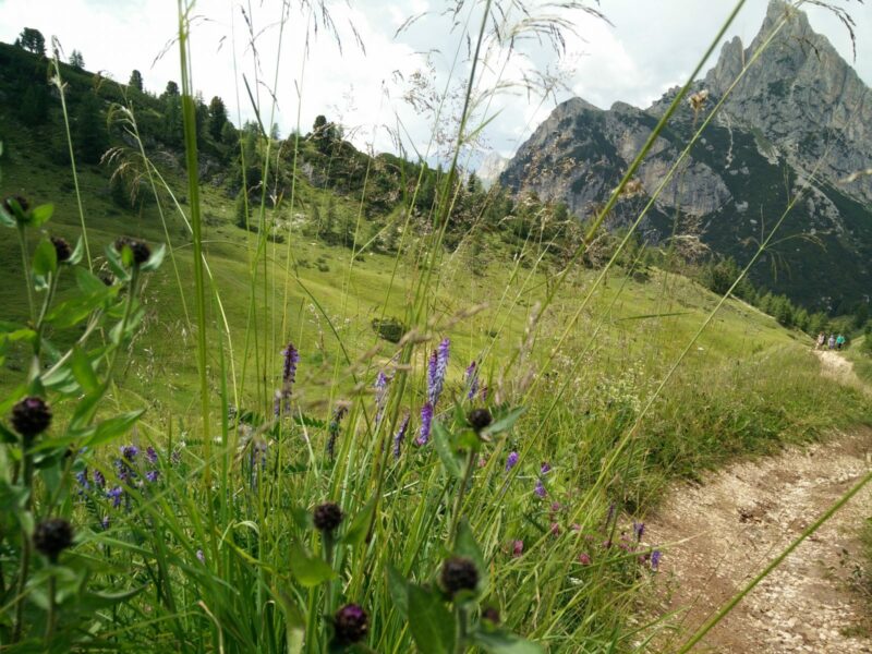 Croda Negra Trail - Flora