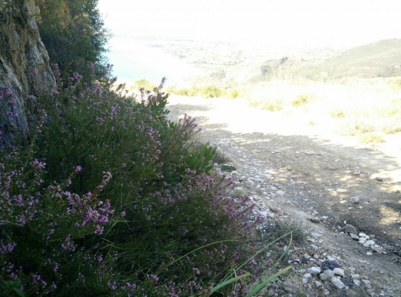 Skopos Trail - Flora