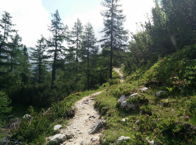 Ojstrica Trail - The trail ascends rapidly