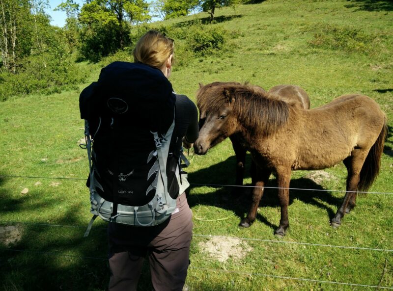 Agri Bavnehøj trail - greeting Icelandic horses