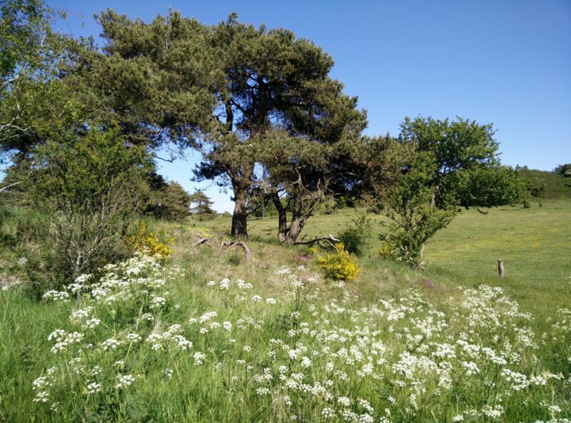 Agri Bavnehøj trail - typical vegetation on trail