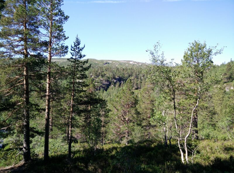 Reinstjønn Hiking Trail in Bortelid, Norway - slowly leaving the forest behind