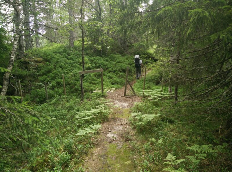 Gjuvvatnet Hiking Trail - lush forest on the way down to the lake