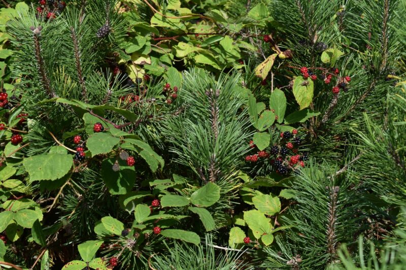Endelave Mini-Kanino Trail - lots of blackberry to pick along the trail