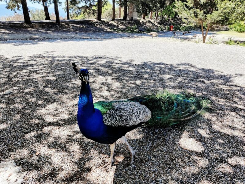 Filerimos Monastery - Ialysos Hiking Trail - the peacocks are not shy when you whip out a sandwich