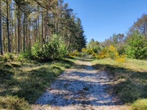 Råbjerg Mile Hiking Trail- start by walking west on sandy path