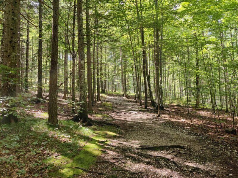 Logar Valley Hiking Trail - the forest looked magical in places