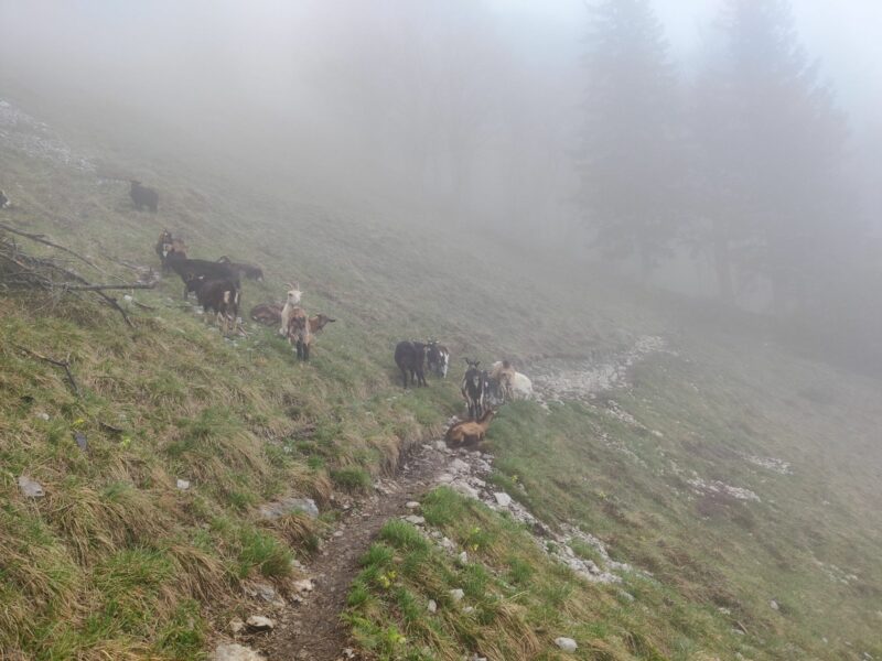Tolsti Vrh - Kriska Gora Trail: Goats on the trail