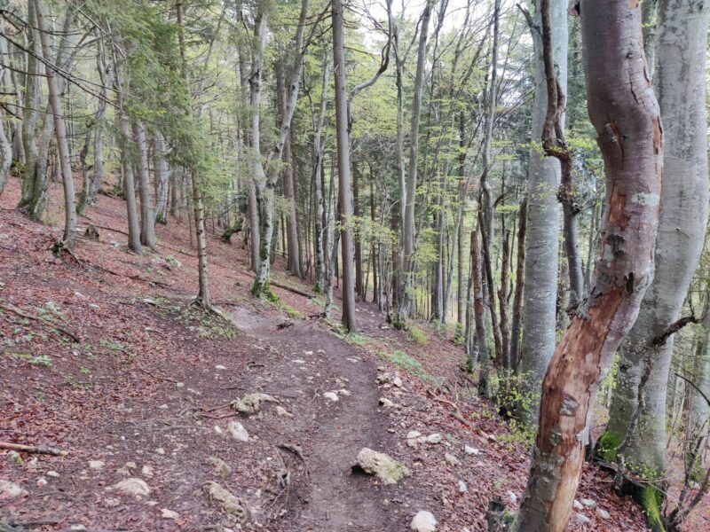 Tolsti Vrh - Kriska Gora Trail: The trail from Kriska Gora to Gozd