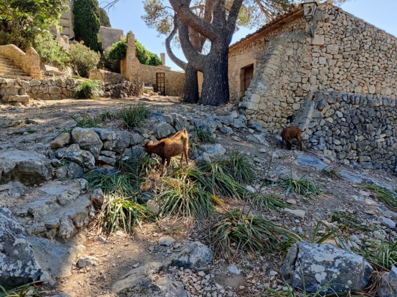 Puig de Maria Hiking Trail - Goats at the monastery